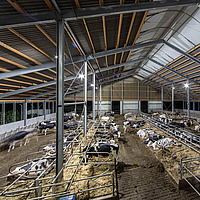 Étable de vaches laitières avec des lampes LED installées comme source de lumière pour les animaux la nuit