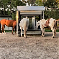 Trois chevaux se nourrissent au râtelier à foin temporisé