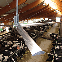 Gros plan sur un ventilateur de plafond suspendu dans une étable à vaches en plusieurs parties 