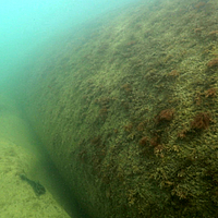 Submerged SoilTain CP tube 6 months after installation
