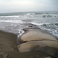Épis et brise-lames sur la plage pour la protection du littoral