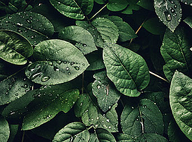 Des plantes fraîches symbolisent l'éco-compatibilité du HaTelit C 40/17 eco