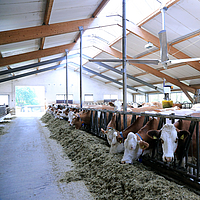Vue de dessous d'un ventilateur de plafond Lubratec dans une étable à vaches