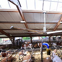 Vue latérale d'un ventilateur de plafond Lubratec dans une étable à vaches