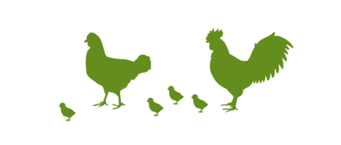 Illustration de poules et de poussins pour les avantages de l'intercalaire Lubratec dans l'élevage de volailles
