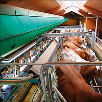 Lubratec Tube Cool au-dessus d'une station de traite pour la ventilation réfrigérante des vaches pendant la traite