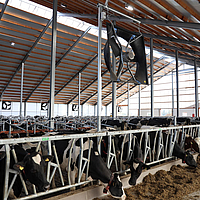 Vue éloignée de plusieurs ventilateurs axiaux installés dans une étable à vaches