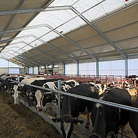 Faîtière lumineuse comme source de lumière naturelle lors de l'alimentation des vaches dans une étable laitière