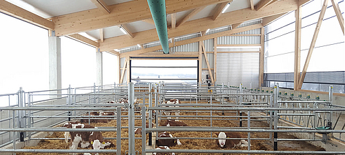 Lubratec Concept - Concept climatique pour un élevage sain des veaux Vue intérieure de l'étable climatisée Lubratec avec des vaches pour un élevage sain des veaux