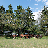Chevaux sous un voile pare-soleil Lubratec dans un pâturage