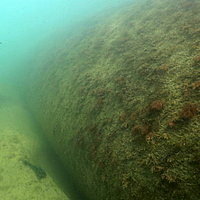 Photo sous-marine de tubes SoilTain colonisés