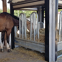 Les chevaux se nourrissent au râtelier automatisé
